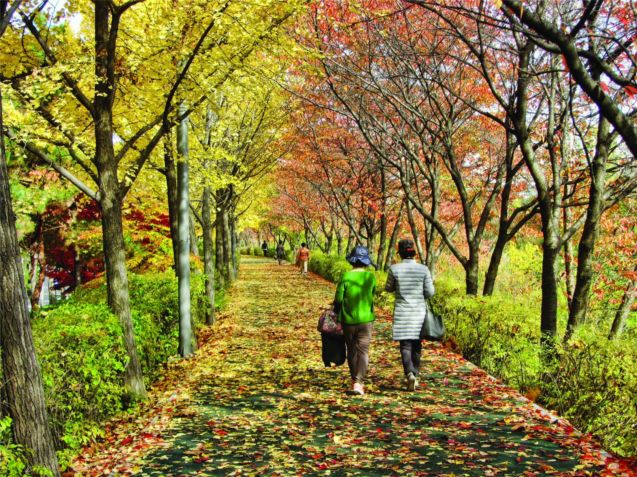 Street of Fallen Leaves