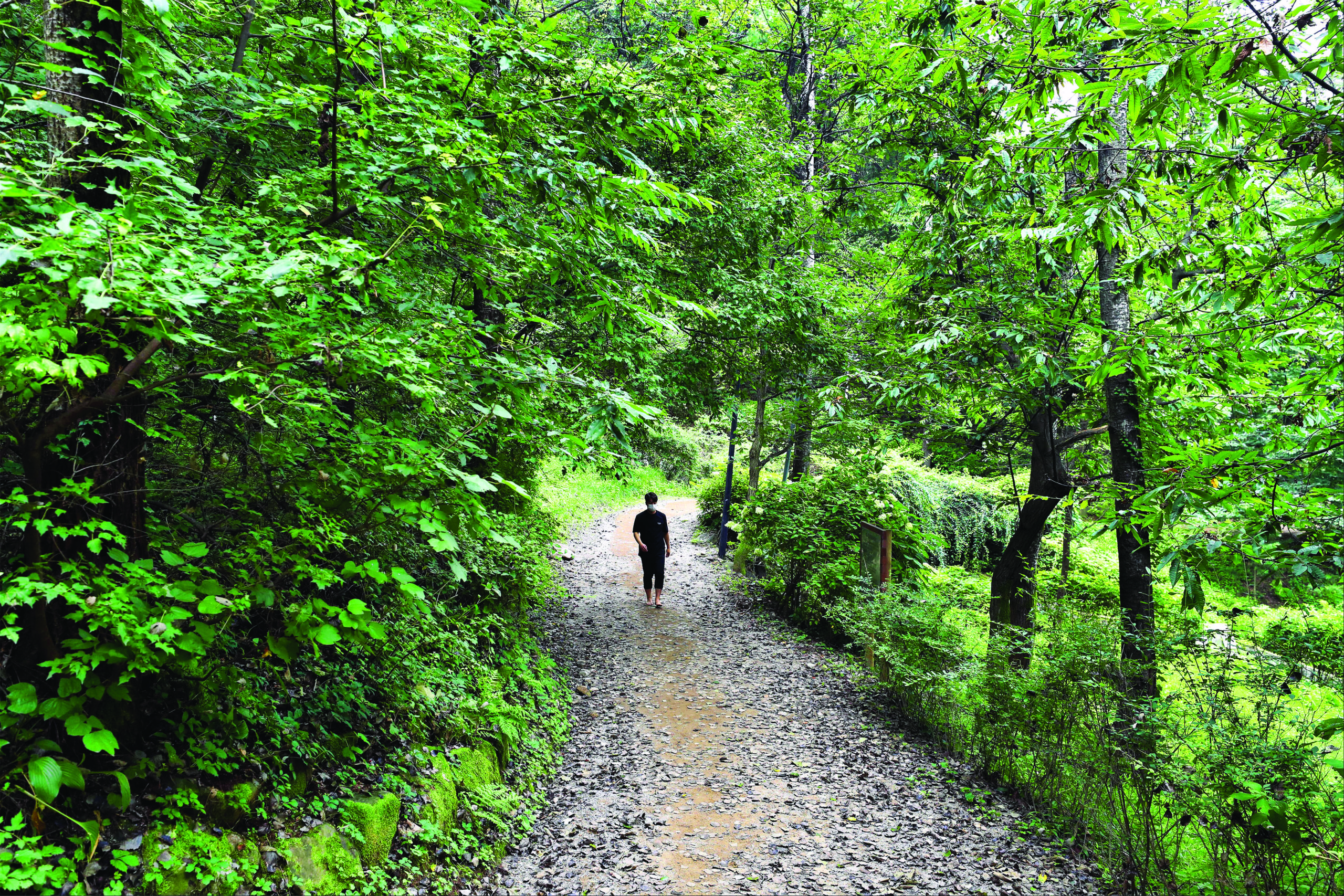 Daemosan Barefoot Walking Trail